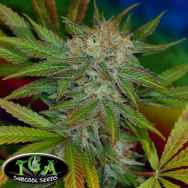 TGA SubCool Seeds JillyBean