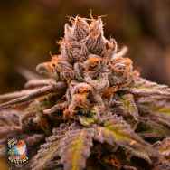 Jinxproof Genetics Hubba Bubba