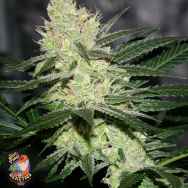 Jinxproof Genetics Pucker Punch