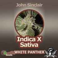 John Sinclair Seeds White Panther