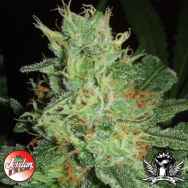 Jordan Of The Islands Seeds BC Big Bud