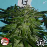 Jordan Of The Islands Seeds Blue God