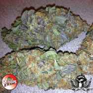 Jordan Of The Islands Seeds Deep Purple