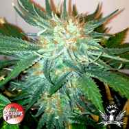 Jordan Of The Islands Seeds God Bud