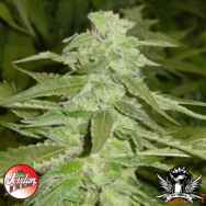 Jordan Of The Islands Seeds God's AK47