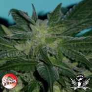 Jordan Of The Islands Seeds God's Lemon Skunk