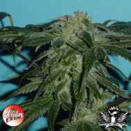 Jordan Of The Islands Seeds God's OG Kush