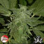 Jordan Of The Islands Seeds God's White Lightning