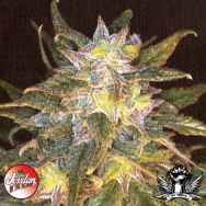 Jordan Of The Islands Seeds Sapphire Star