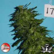 Jordan Of The Islands Seeds Skunk Berry