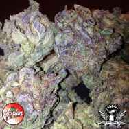 Jordan Of The Islands Seeds The Purp