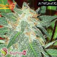 Dr. Krippling Seeds Jumping Black Dash AUTO