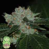 Trichome Jungle Seeds Jungle Kush