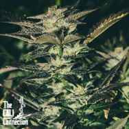 Cali Connection Seeds Jupiter Og