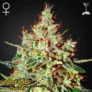 Green House Seeds K Train