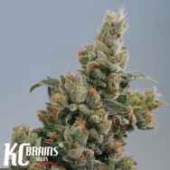 KC Brains KC36