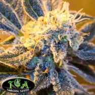 TGA Subcool Seeds Kaboom