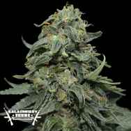 Kalashnikov Seeds Kabul Express