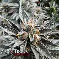 Apothecary Genetics Seeds Kaia Kush