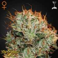 Green House Seeds Kaia Kush