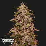 Kalashnikov Seeds Big Altai Sativa Express