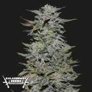 Kalashnikov Seeds Boy Scout Cookies