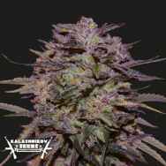 Kalashnikov Seeds Purple Russian Express