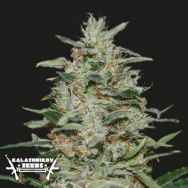 Kalashnikov Seeds White Russian OG