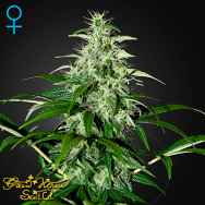 Green house Seeds Kalashnikova AUTO