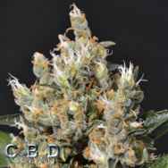 CBD Seeds Kali