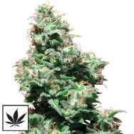 White Label Seeds Kali Haze