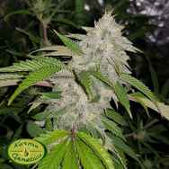 Karma Genetics Limited Seeds Cookie Crash