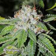 Karma Squad Seeds KarmaRado OG