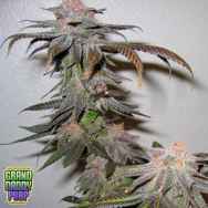 GrandDaddy Purple Seeds Kendawg