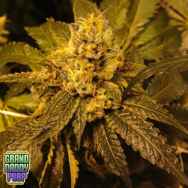 GrandDaddy Purple Seeds Kens Grand OG