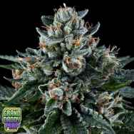 GrandDaddy Purple Seeds Ken's Kush