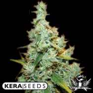 Kera Seeds Amnesia Mac Ganja