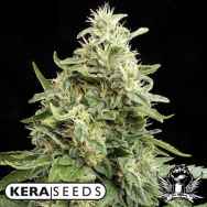 Kera Seeds Amnesia AUTO