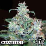 Kera Seeds Crazy Mouse AKA Amsterdam Cheese