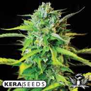 Kera Seeds Burmese Kush