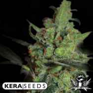 Kera Seeds California Nugget