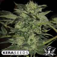 Kera Seeds Crazy Bud AUTO