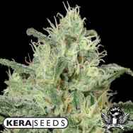 Kera Seeds Critical AUTO