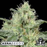 Kera Seeds Critical