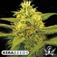 Kera Seeds Dutch Power