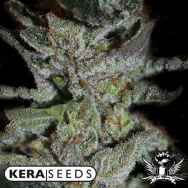 Kera Seeds LA Widow