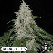 Kera Seeds Keramatic AUTO