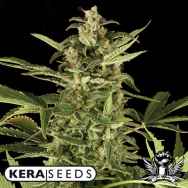 Kera Seeds NLX Diamond AUTO