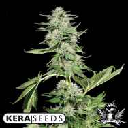 Kera Seeds Northern Light