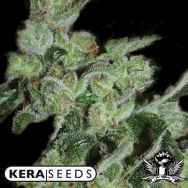 Kera Seeds Pineapple Sativa